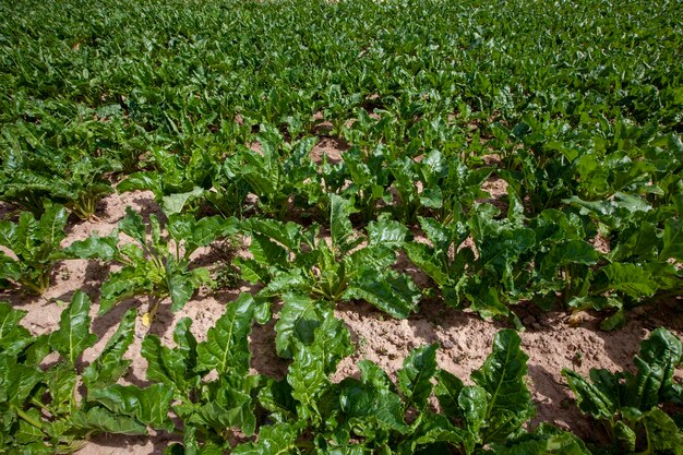 Cime verdi di barbabietola da zucchero coltivate in campo