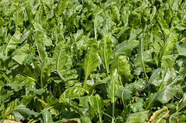 Cime verdi di barbabietola da zucchero coltivate in campo