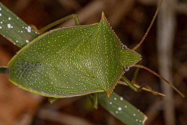 Cimice adulta del genere Loxa