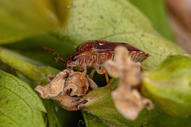 Cimice adulta della famiglia dei pentatomidi