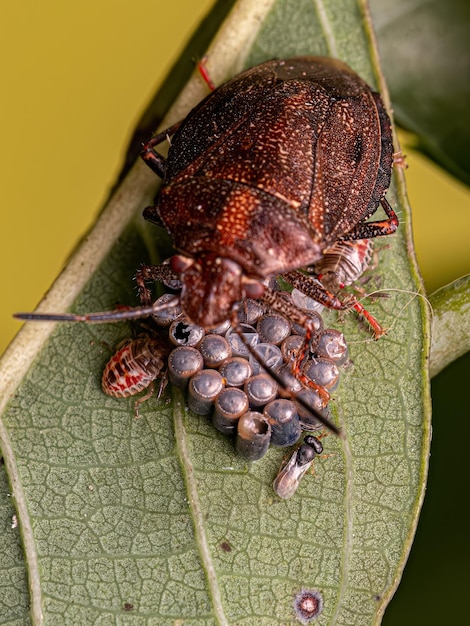 Cimice che protegge le uova