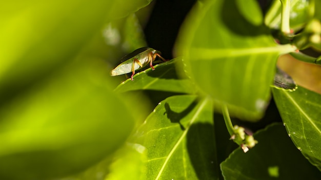 Cimice sulle foglie (Halyomorpha halys) in primavera, immagine presa in macro lens