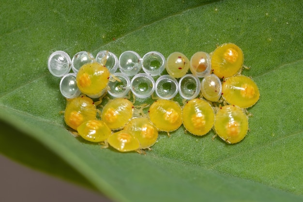 Cimici gialle Ninfe della famiglia Pentatomidae