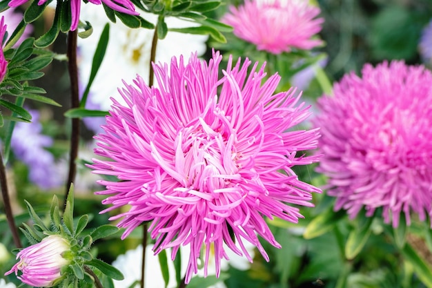 Cina Aster Callistephus chinensis fiori rosa e bianchi nel giardino