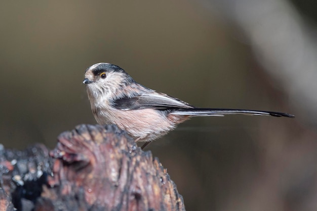 Cincia codalunga Aegithalos caudatus Granada Spagna