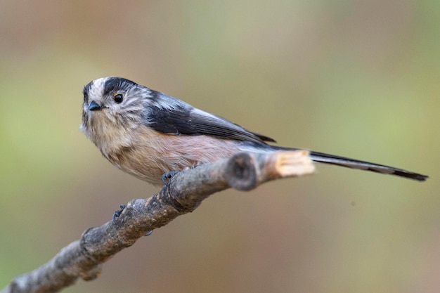 Cincia codalunga Aegithalos caudatus Granada Spagna