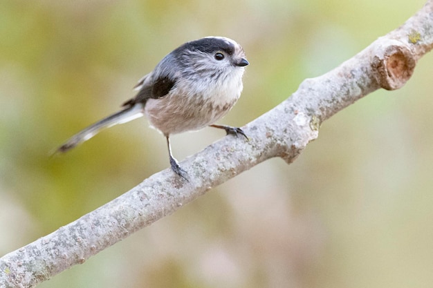 Cincia codalunga Aegithalos caudatus Granada Spagna