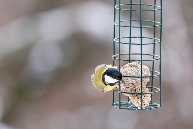 Cincia comune su una mangiatoia per uccelli