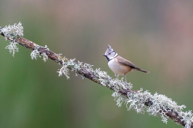 Cincia dal ciuffo o cincia dal ciuffo (Lophophanes cristatus) Avila, Spagna