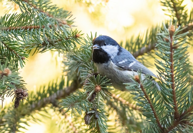 Cincia del carbone Periparus ater L'uccello si siede su un ramo di abete