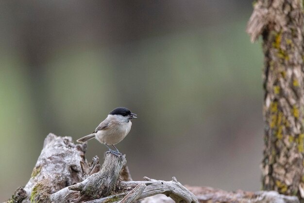 Cincia di palude (Poecile palustris) Leon, Spagna