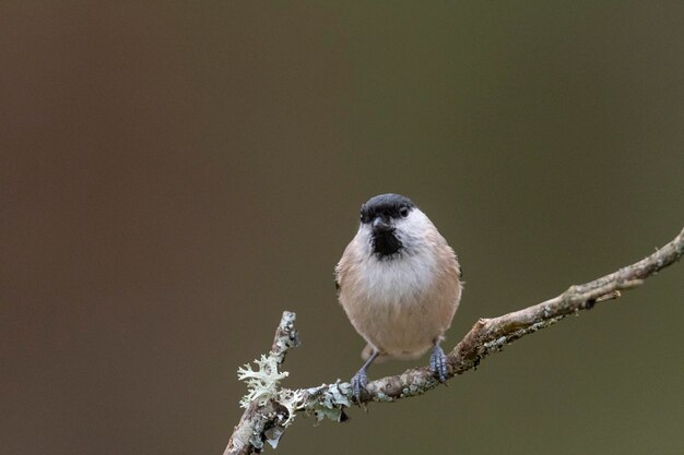 Cincia di palude (Poecile palustris) Leon, Spagna