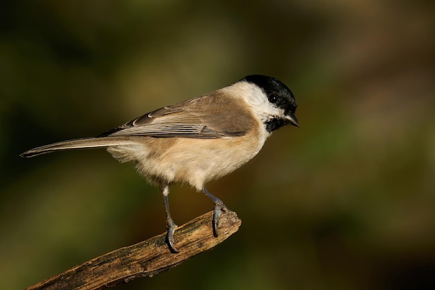 Cincia palustre Poecile palustris