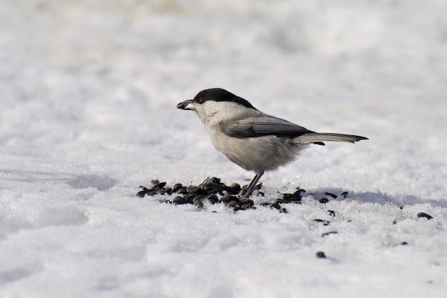 Cincia Parus montanus con girasole