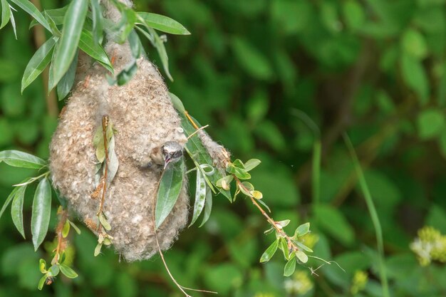 Cincia pendolare eurasiatica nel nido (Remiz pendulinus)