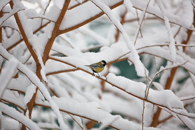 cincia su un ramo innevato