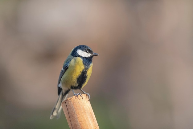 Cinciallegra (Parus major) Cordoba, Spagna