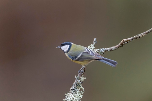 Cinciallegra (Parus major) Leon, Spagna