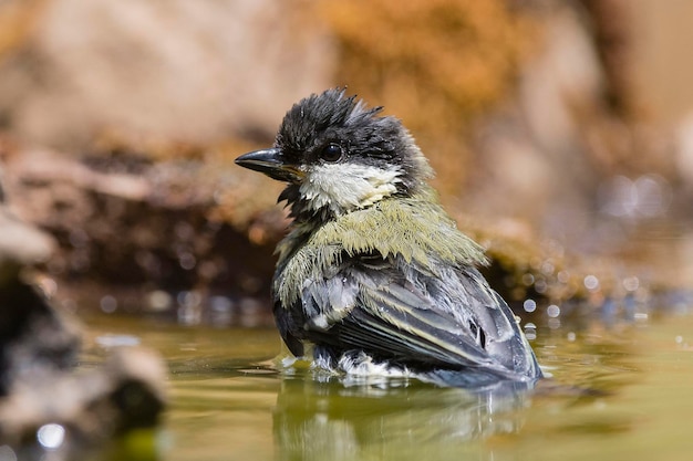 Cinciallegra Parus major Malaga Spagna