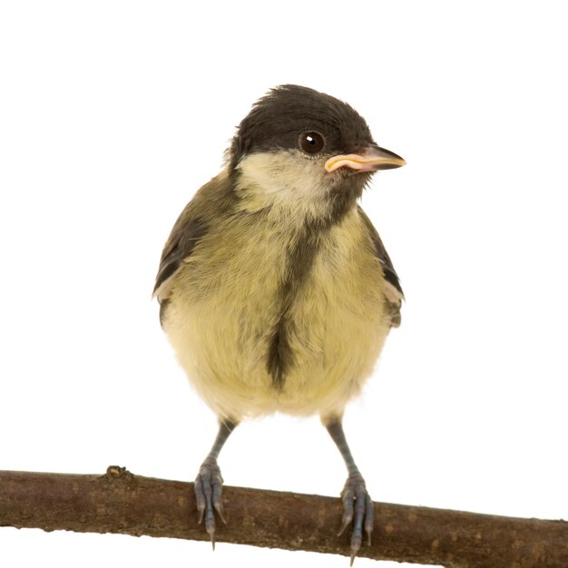 Cinciallegra - Parus major sul suo trespolo su un bianco isolato