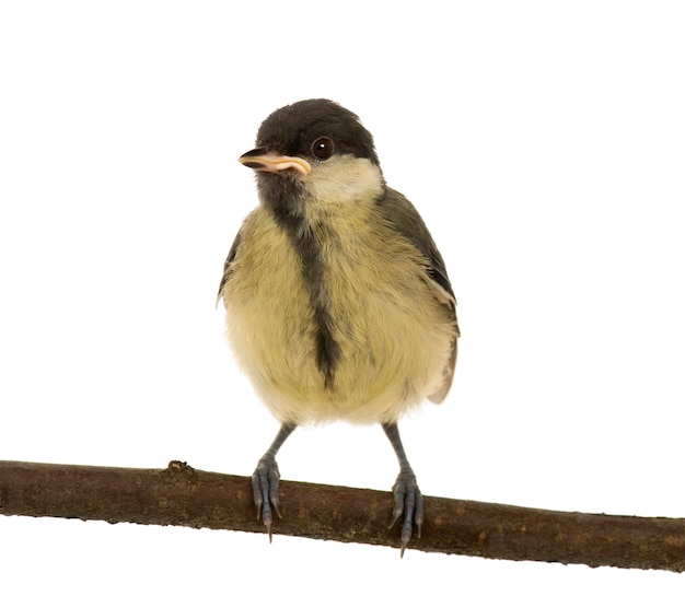 Cinciallegra - Parus major sul suo trespolo su un bianco isolato