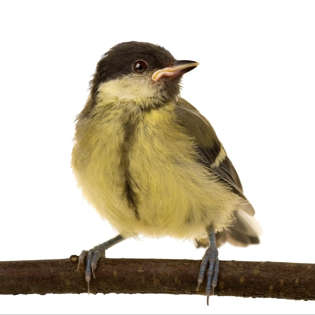 Cinciallegra - Parus major sul suo trespolo su un bianco isolato