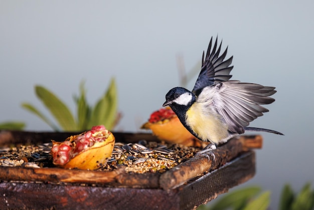 Cinciallegra (Parus major).