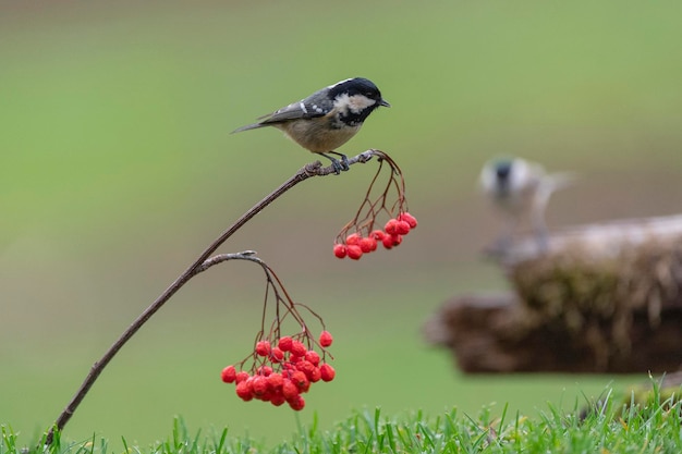 Cinciallegra (Periparus ater) Leon, Spagna