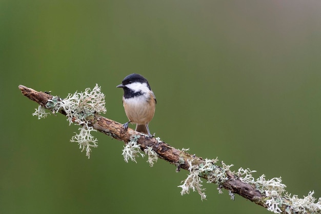 Cinciallegra (Periparus ater) Leon, Spagna