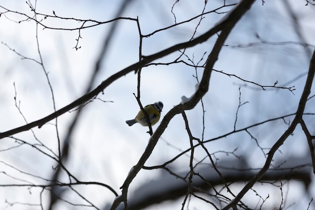 Cinciallegra selvatica nella stagione fredda invernale, uccelli che svernano in Europa