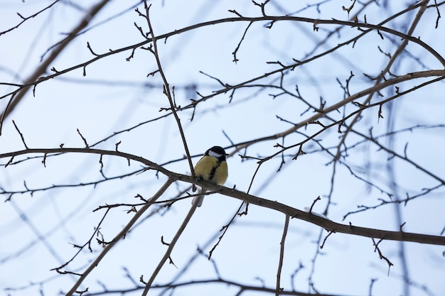 Cinciallegra selvatica nella stagione fredda invernale, uccelli che svernano in Europa