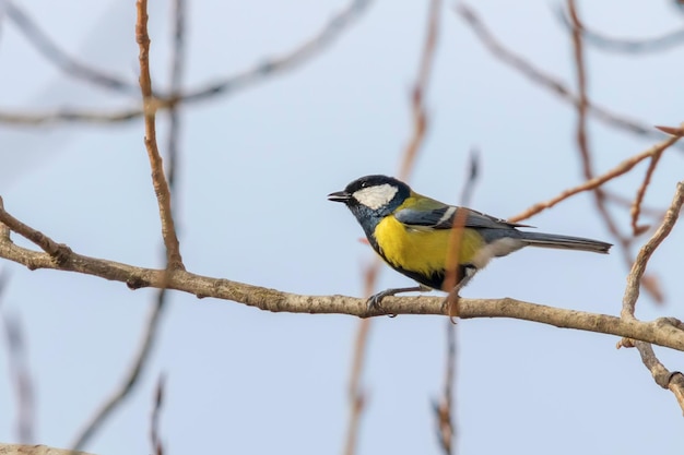 Cinciallegra sul ramo (Parus major) Simpatico uccellino