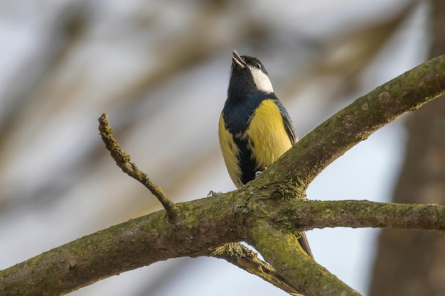 Cinciallegra sul ramo (Parus major) Simpatico uccellino