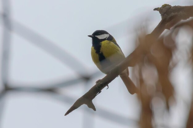 Cinciallegra sul ramo (Parus major) Simpatico uccellino