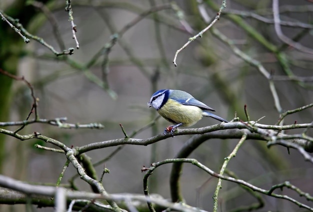 Cinciarella che mangia un'arachide in un albero