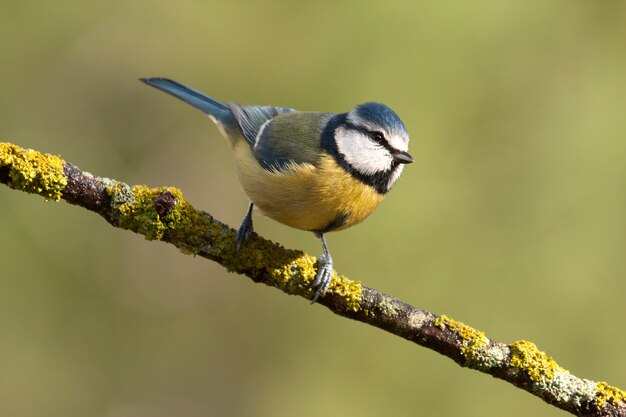 Cinciarella, cinciarella, uccelli, animali, Cyanistes caeruleus