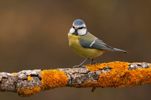 Cinciarella, cinciarella, uccelli, animali, Cyanistes caeruleus