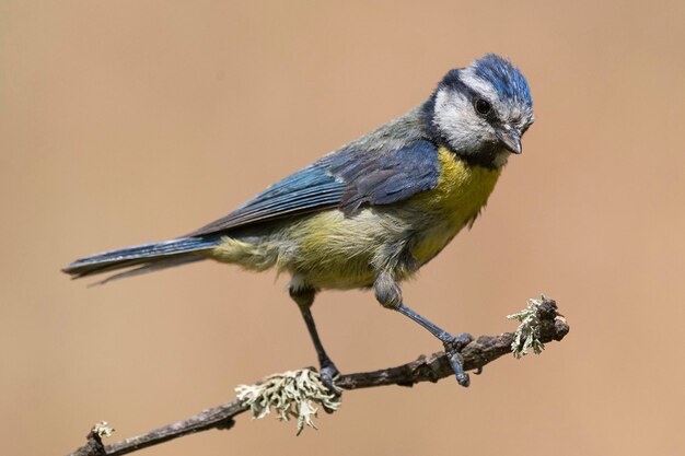 Cinciarella Cyanistes caeruleus Malaga Spagna