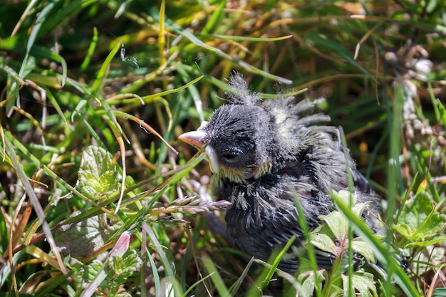 Cinciarella (Cyanistes caeruleus) neonata