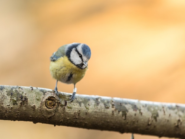 Cinciarella Cyanistes caeruleus, seduto su un ramo