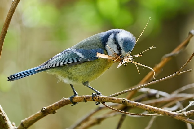 Cinciarella Cyanistes caeruleus