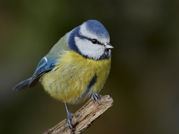 Cinciarella Cyanistes caeruleus