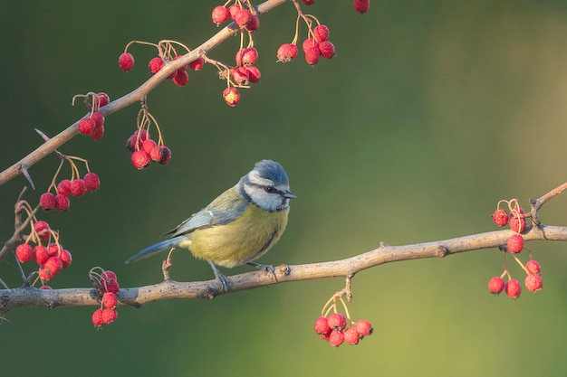 Cinciarella eurasiatica (Cyanistes caeruleus) Cordoba, Spagna