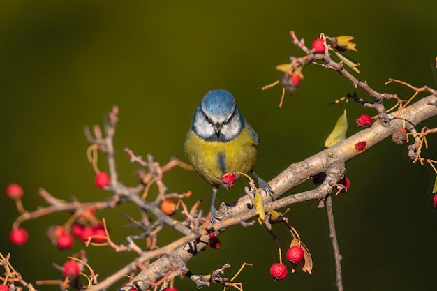 Cinciarella eurasiatica (Cyanistes caeruleus) Cordoba, Spagna