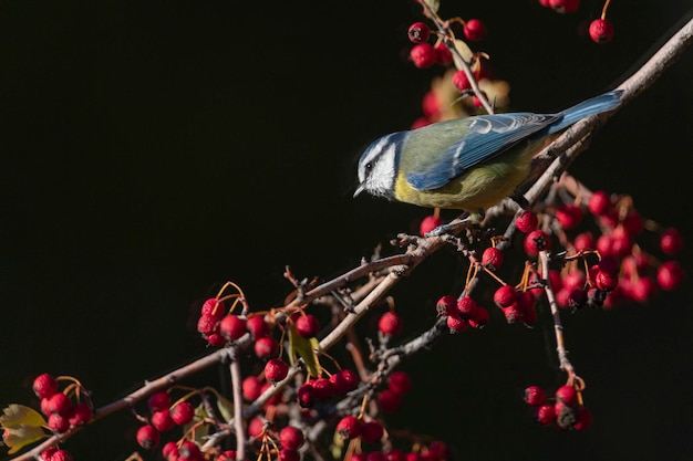 Cinciarella eurasiatica (Cyanistes caeruleus) Cordoba, Spagna