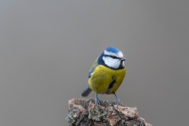 Cinciarella eurasiatica (Cyanistes caeruleus) Leon, Spagna