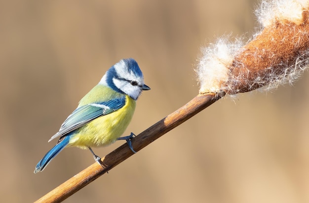 Cinciarella eurasiatica Cyanistes caeruleus Un uccello che cerca insetti su un ramo di una tifa