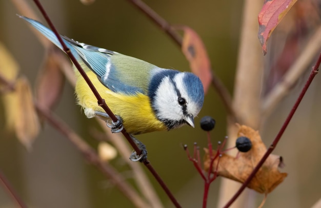 Cinciarella eurasiatica Cyanistes caeruleus Un uccello si siede su un ramo di un cespuglio