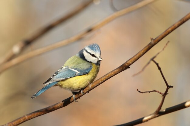 Cinciarella - Parus caeruleus nella foresta di autunno