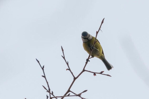 Cinciarella sul ramo, Cinciarella eurasiatica, (Cyanistes caeruleus) Uccellino carino